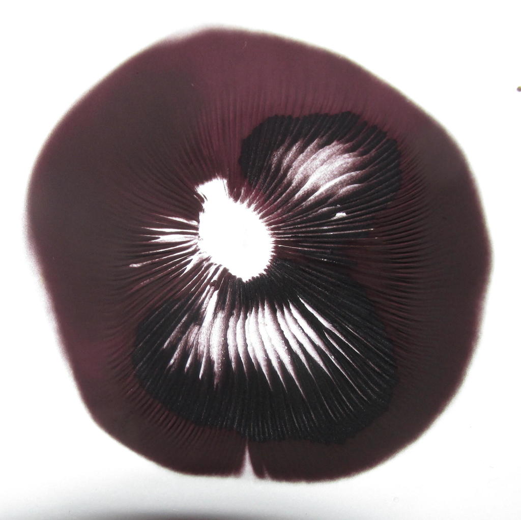 Spore print