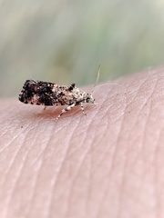 Selenodes karelica