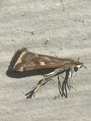 Loxostege munroealis