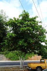 Terminalia kaernbachii