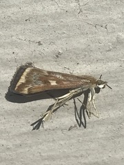 Loxostege munroealis