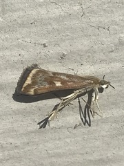 Loxostege munroealis
