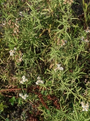 Achillea salicifolia