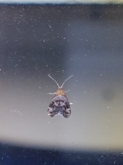 Tebenna gnaphaliella