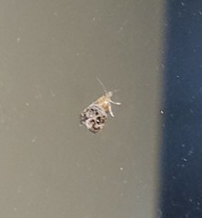 Tebenna gnaphaliella