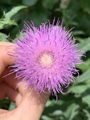 Cirsium altissimum