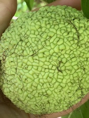 Maclura pomifera