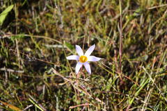 Romulea tabularis