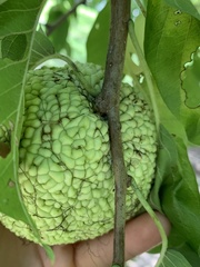Maclura pomifera