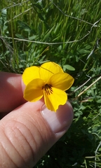 Viola douglasii