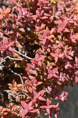 Crassula rupestris commutata