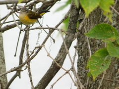 Setophaga ruticilla image