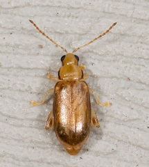 Systena marginalis