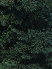 Dalbergia obovata
