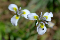 Moraea fergusoniae