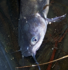 Ictalurus furcatus