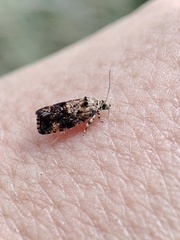 Selenodes karelica