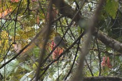 Phylloscopus ruficapilla