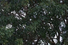 Searsia chirindensis