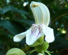 Justicia adhatodoides