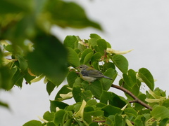 Setophaga americana image