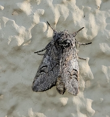 Astiptodonta aonides