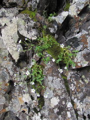 Cerastium polymorphum