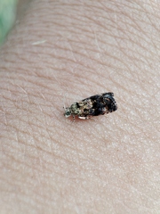 Selenodes karelica