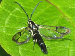 Synanthedon pictipes