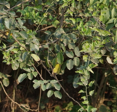Dalbergia obovata