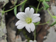 Cerastium polymorphum
