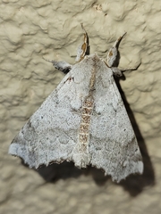 Olceclostera seraphica