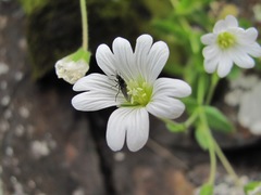 Cerastium polymorphum
