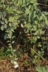 Microglossa mespilifolia