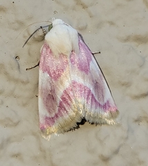 Schinia regina