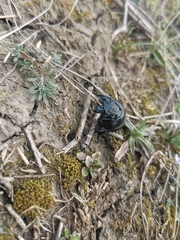 Lethrus apterus