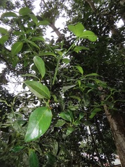 Syzygium gerrardii