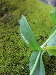 Cerastium polymorphum