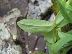 Cerastium polymorphum
