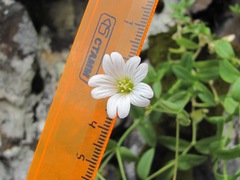 Cerastium polymorphum