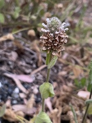 Stachys pycnantha