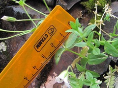 Cerastium polymorphum