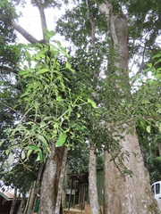 Syzygium gerrardii