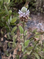 Stachys pycnantha