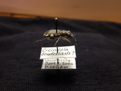 Cicindela scutellaris lecontei