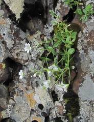 Cerastium polymorphum