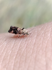 Selenodes karelica