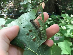 Pantographa limata