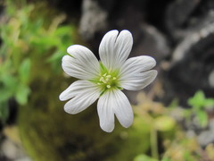 Cerastium polymorphum
