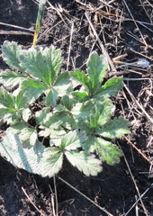 Potentilla patula